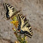 Calicantus Bistrot