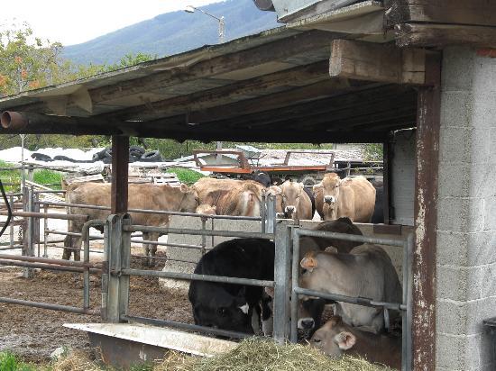 Agriturismo Il Ronco Di Casarico