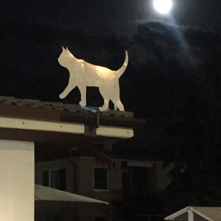 La Gatta sul Tetto