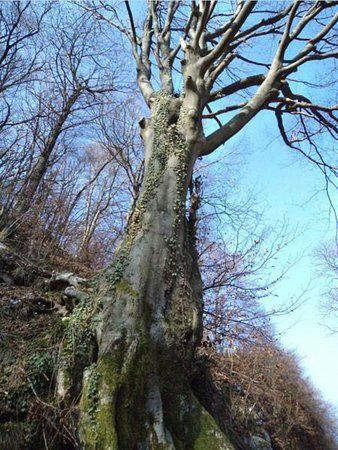 fontanino dell'avvocato