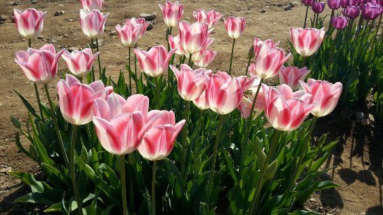Tulipani Italiani